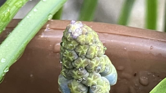 ムスカリ一号発見✨小鳥のレストラン始まり始まり