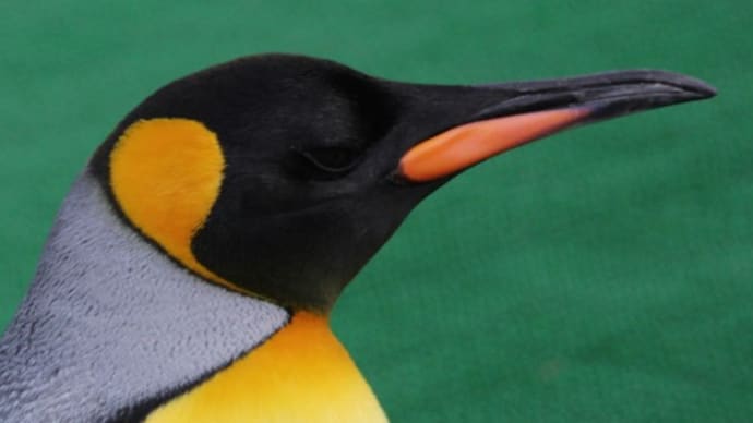 王様ペンギンの個性と年齢 1