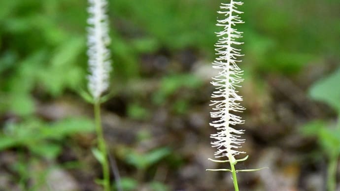 初夏の山野草 (たじま高原植物園) 美方郡香美町 2021.05.30