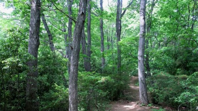 山道 深緑