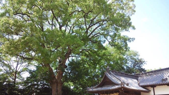 巨木探訪・高良神社のクスノキ