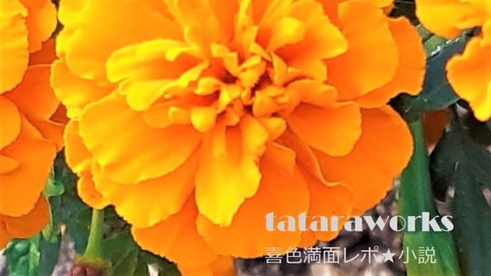『100回泣いても変わらないので恋することにした。』(堀川アサコ著)
