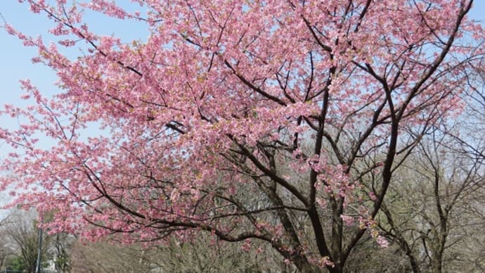 メモ帳1484ページ お花見シーズン到来