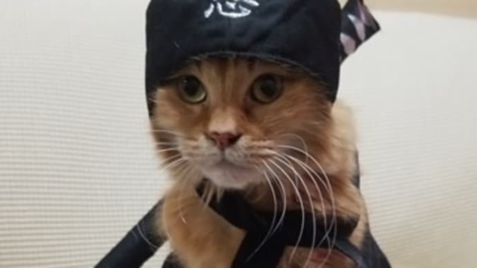 くのいちポン、参上～！