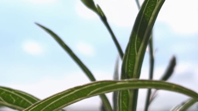 秋空にパープル4輪 順番に儚く散って