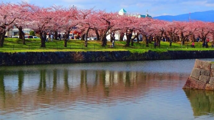 思い出写真  「観光名所・五稜桜」