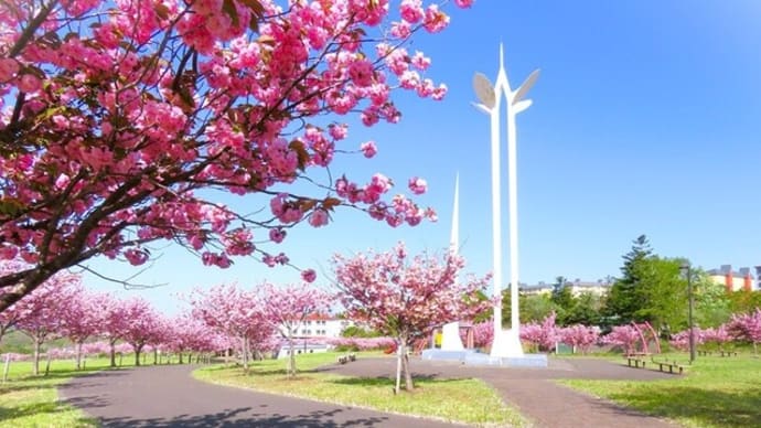 公園に咲く八重桜･･･