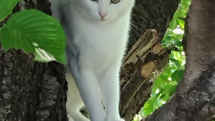 white catの長閑な森林浴…！