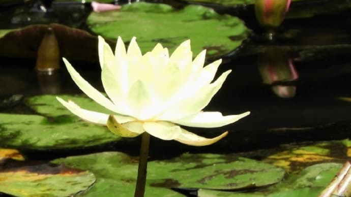 「町田薬師池公園」の「水の精」といわれている「スイレン」美!!