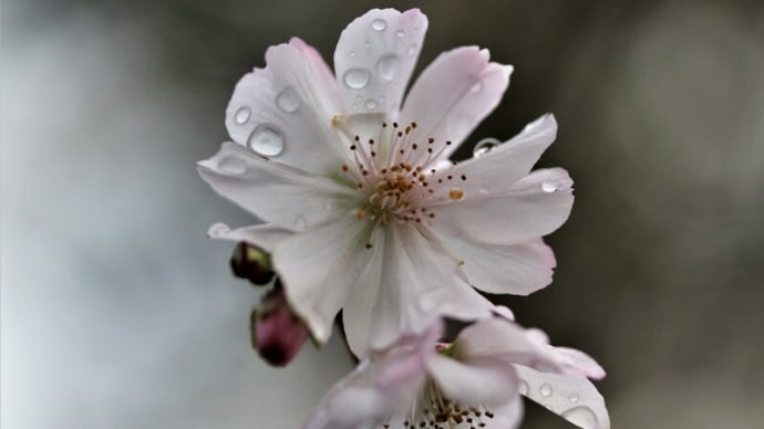 職場の桜などを撮る