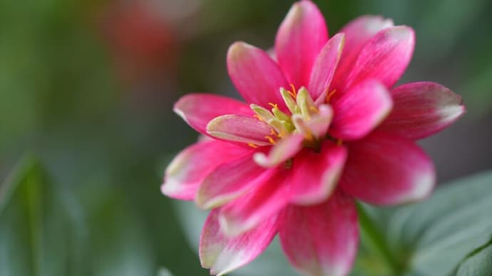 ●我が家の10月の花(15) ジニア・ザハラ ナスの花 アゲラタム フジバカマ