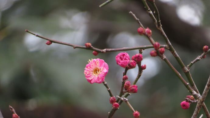 スノードロップと原種スイセン咲く京都府立植物園