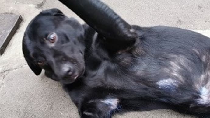 愛犬ラッキーの皮膚病
