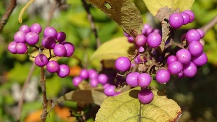 鉢植えの「ムラサキシキブ」(2) 晩秋の果実