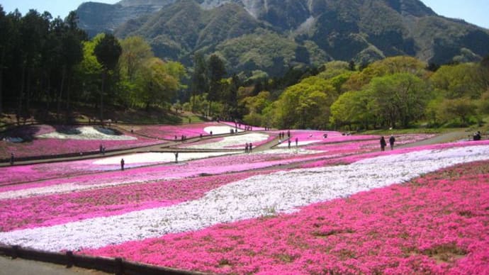 芝桜の丘　埼玉・秩父