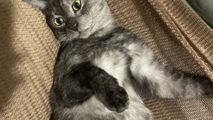 ハンモックは快適