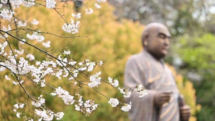 妙本寺