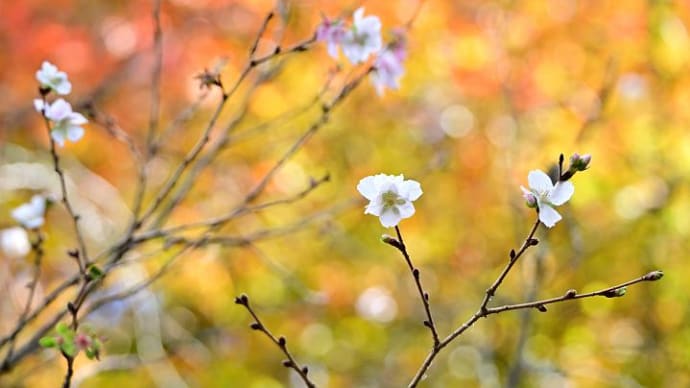 鬼石桜山公園