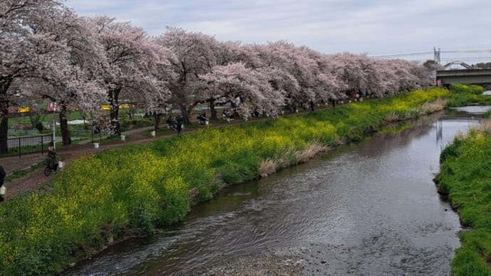 黒目川桜堤で花見🌸