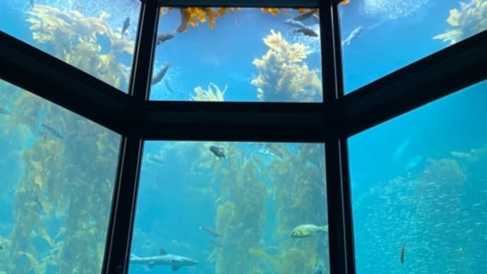 モントレーベイ水族館