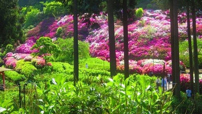 三室戸寺でつつじを愛でる