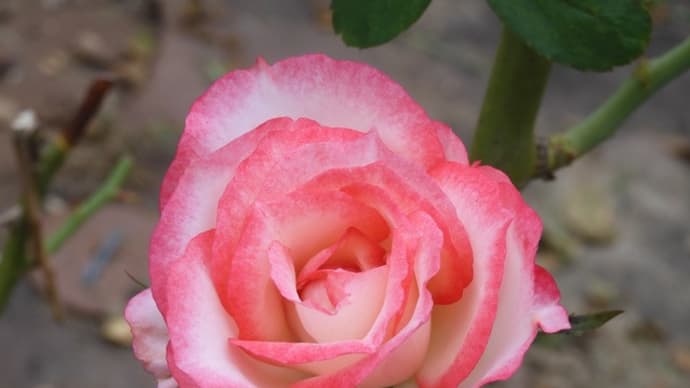 秋薔薇2023その3