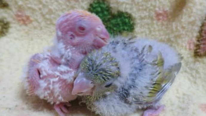 春の巣上げ 第二弾