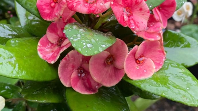 雨のスタート