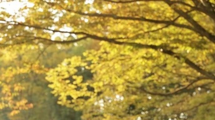 秋深まる公園でモデル務めます!・・・愛犬小春
