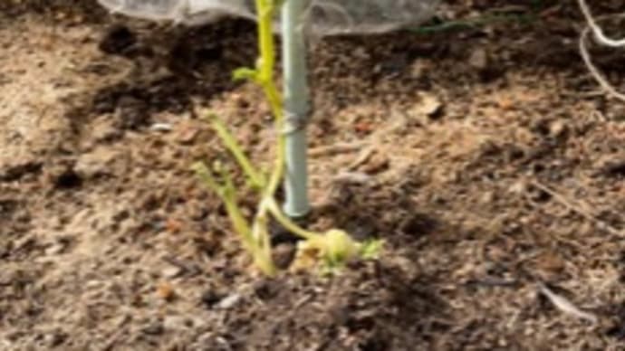 「早すぎる野菜の成長」