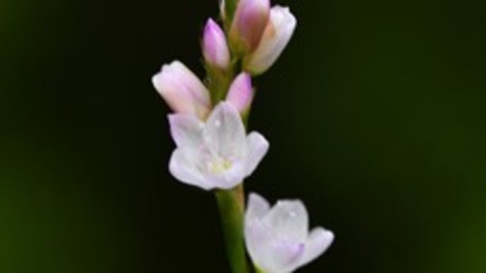 桜蓼ふたたび