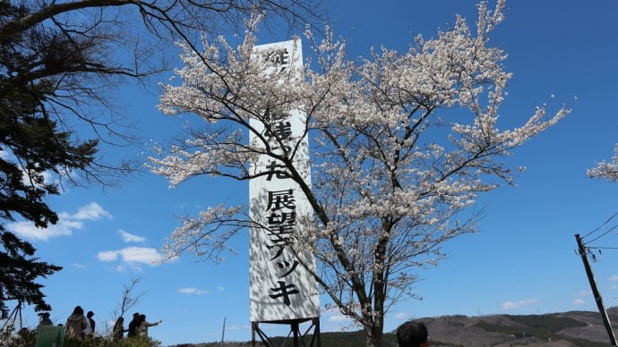 ソメイヨシノ 宮城県柴田郡柴田町(6)樅の木(もみのき)は残った展望デッキ