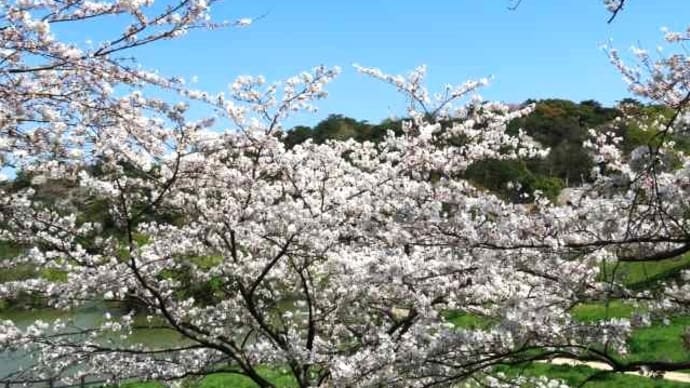 2024年桜④＆自然に感謝ですねミャミャ(=^・^=)(=^・・^=)
