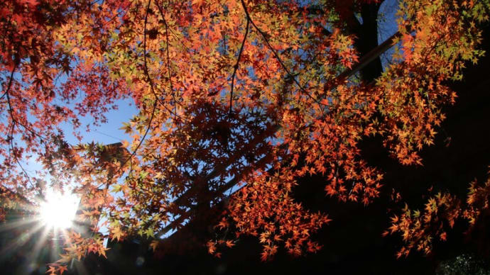 川越喜多院の紅葉