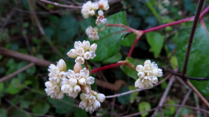 植物生態園は季節相応～京都府立植物園2024/12（5）