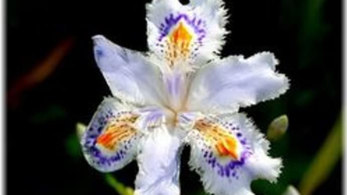 シャガの花「新見市上市」