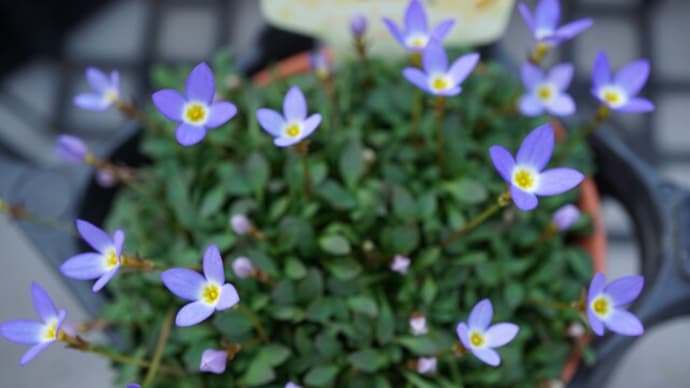 春の花:雛草