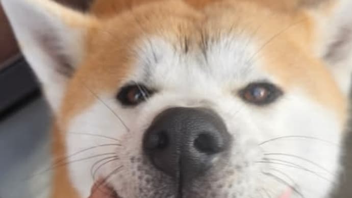 7頭のシャンプー🫧🫧🫧🫧