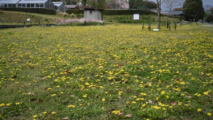 ■ 昭和製オールドレンズ