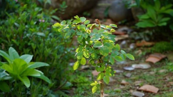 バラの復活/ボーダーのお花たち