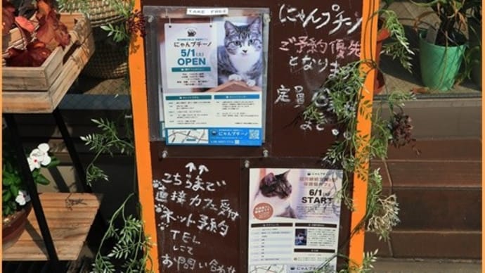 保護猫カフェ　にゃんプチーノ