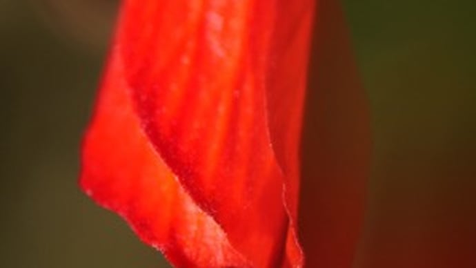 東山植物園（温室花）ウナズキヒメフヨウ
