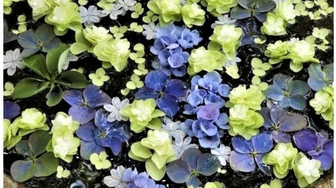 花あそび