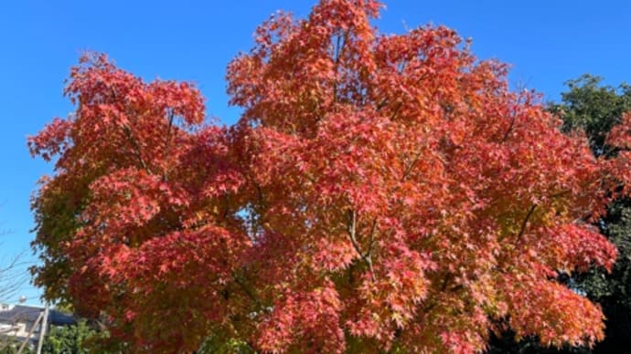秋の文芸(その3)*令和6年11月