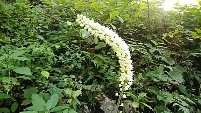 松尾芭蕉/こもり居て木の実草のみひろはゞや