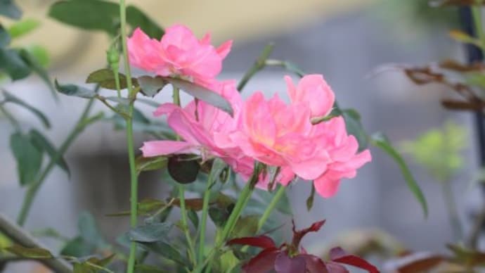 晩夏に咲くバラと新鉄砲百合