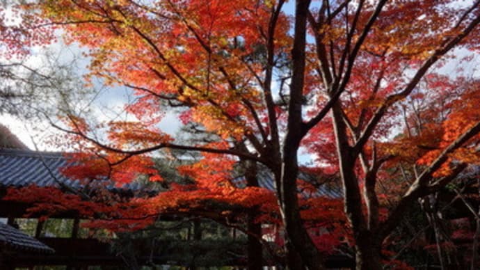 2013年嵯峨釈迦堂の紅葉（前編）　＠　京都妖怪探訪（３１４）