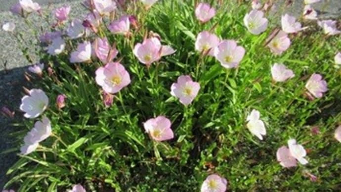 ヒルザキツキミソウとエゴノキの花