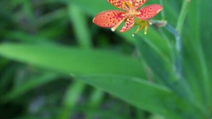 誕生花 のブログ記事一覧 Aiグッチ のつぶやき