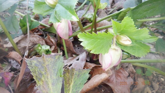 花や野菜の様子 最後のシロアマダイ塩焼きで